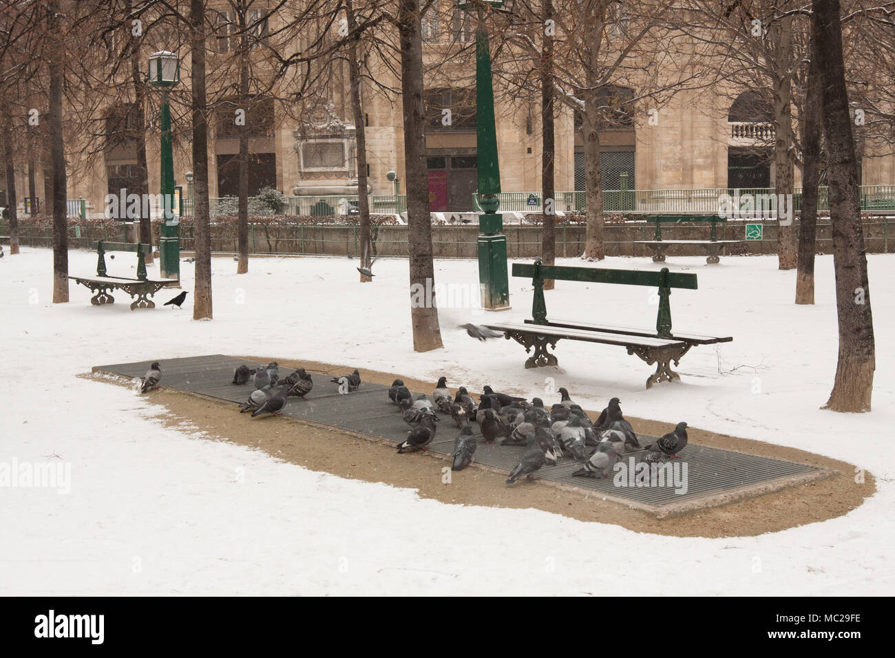 Cold pigeons Stock Photo