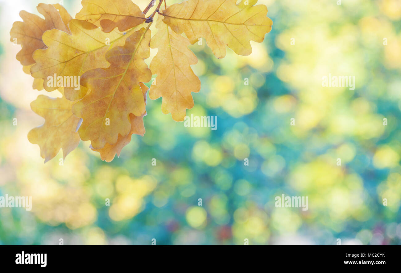Background yellow oak leaves hi-res stock photography and images - Alamy