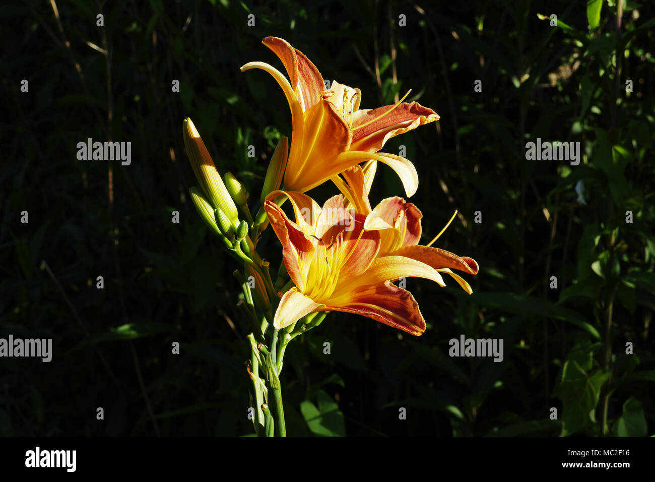 Brightly coloured red and yellow daylilies (Hemerocallis) in a summer garden (Suzanne 's garden, Mayenne, Pays de la Loire,  France). Stock Photo