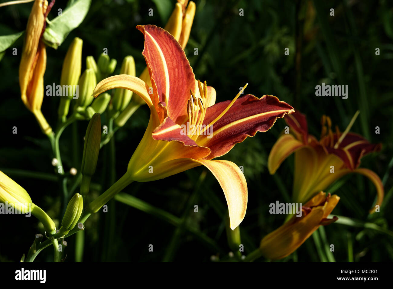 Brightly coloured red and yellow daylilies (Hemerocallis) in a summer garden (Suzanne 's garden, Mayenne, Pays de la Loire, France). Stock Photo
