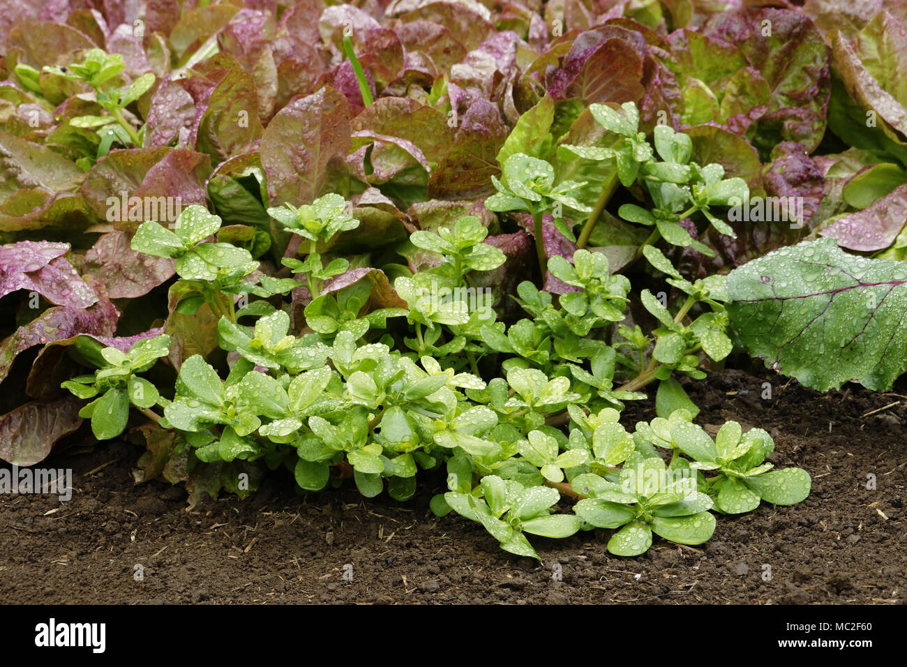 A purslane plant grows near lettuce (french vzariety : 'Rouge Grenobloise'). Stock Photo