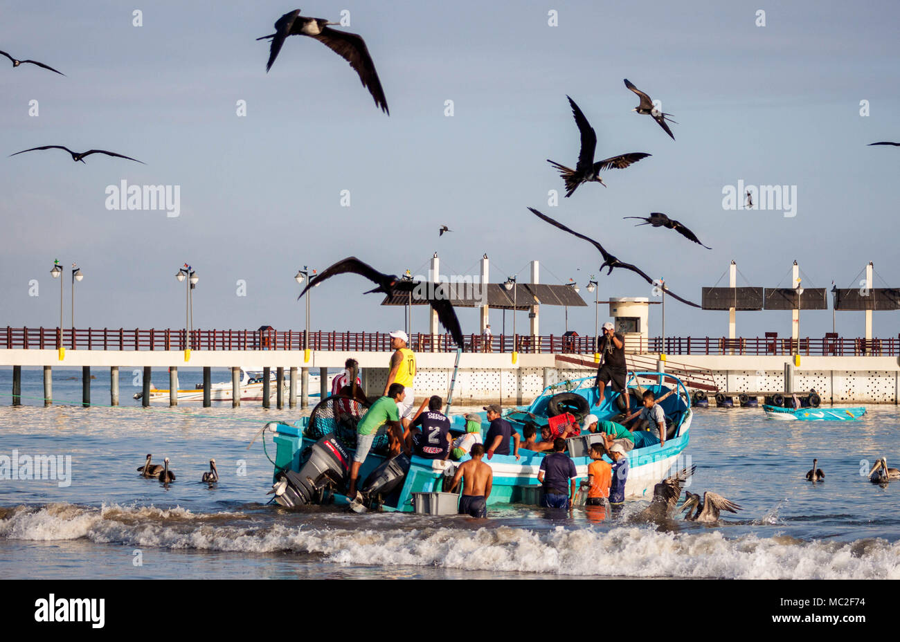 A morning fishing market in the town of Puerto Lopez, Ecuador. Fisherman carry buckets of fish ashore as black crows and birds try to grab fish. Stock Photo