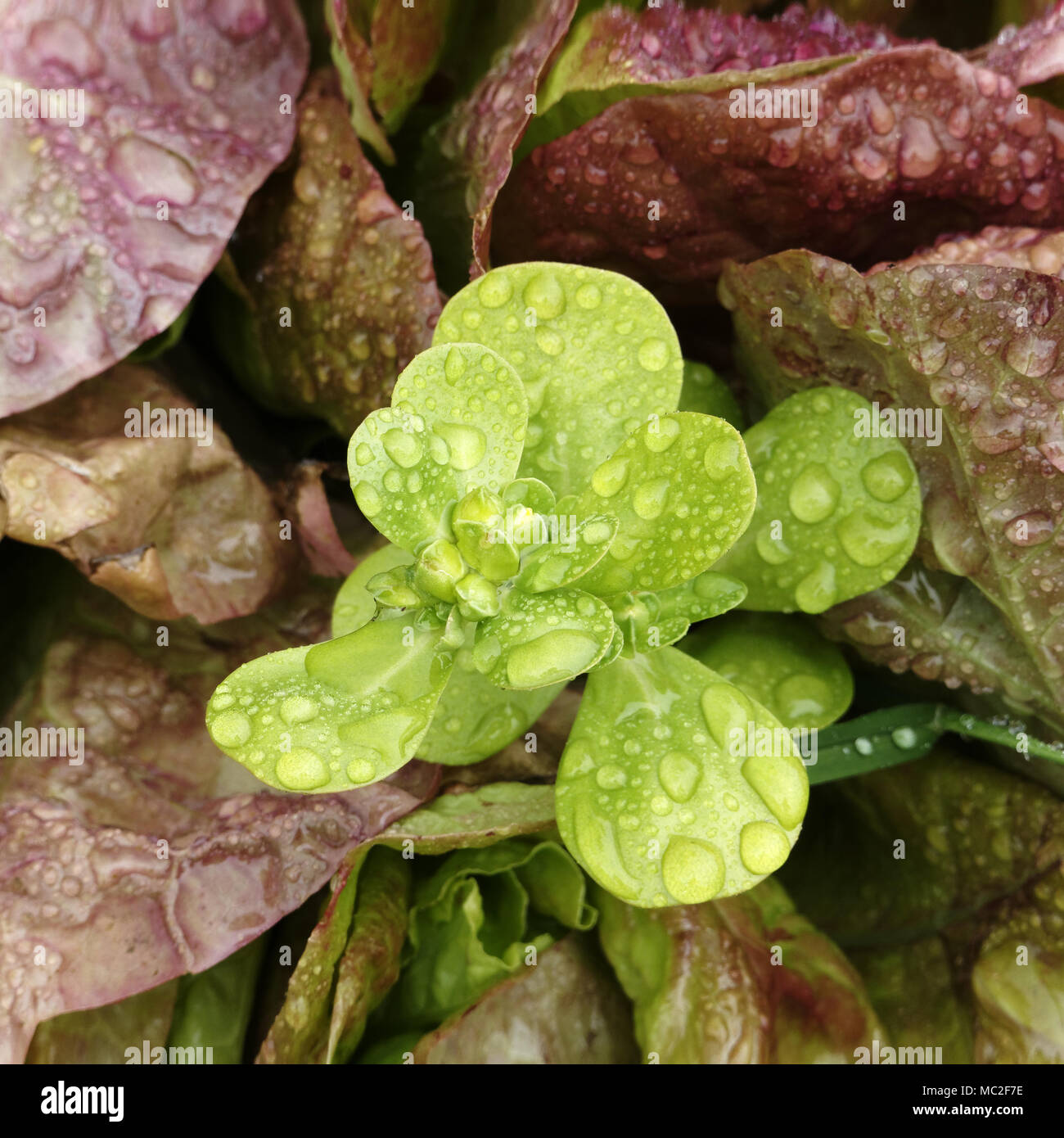 A purslane plant grows in the middle of lettuce (french variety : 'Rouge Grenobloise'). Suzanne's vegetable garden; Le Pas; Mayenne; Pays de la Loire; Stock Photo