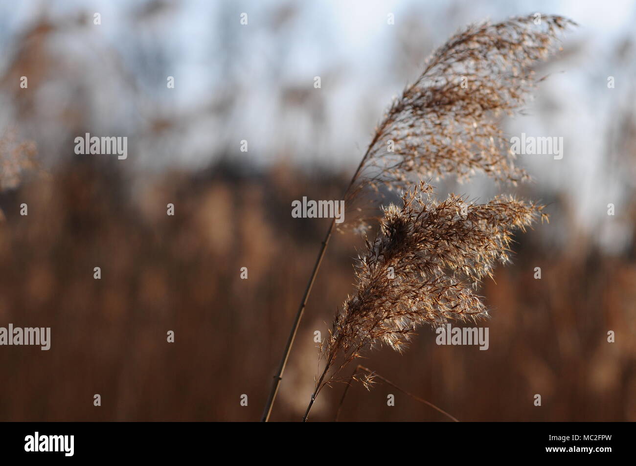 Reed growth fragile hi-res stock photography and images - Alamy