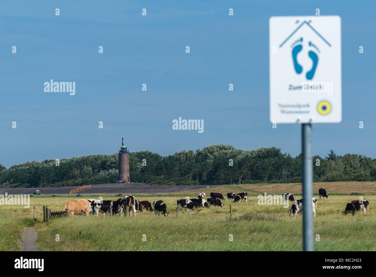 Marshes with  grazing cattle, St. Peter-Ording, Nordfriesland, Schleswig-Holstein, Germany, Europe Stock Photo