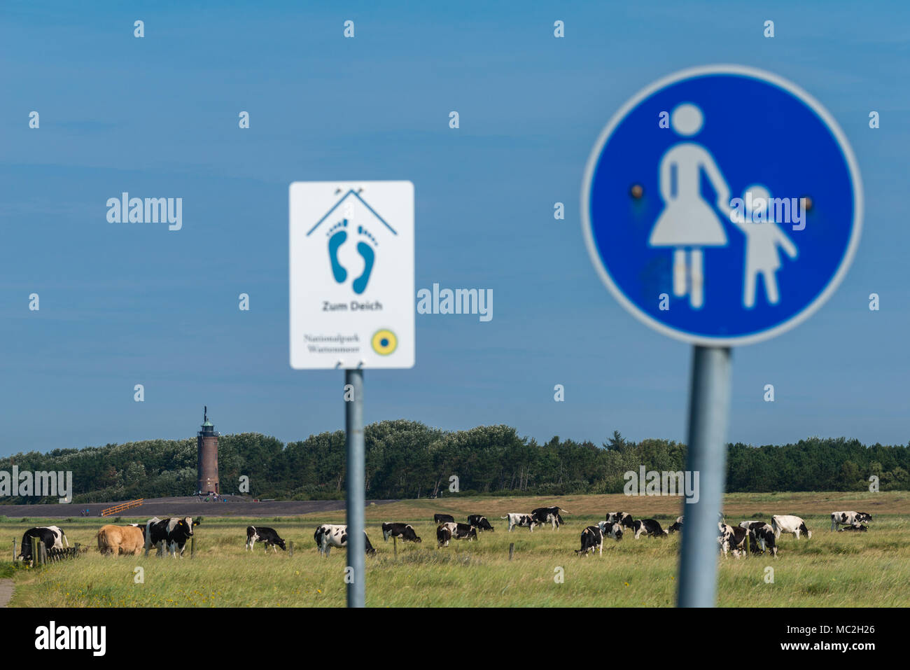 Marshes with  grazing cattle, St. Peter-Ording, Nordfriesland, Schleswig-Holstein, Germany, Europe Stock Photo