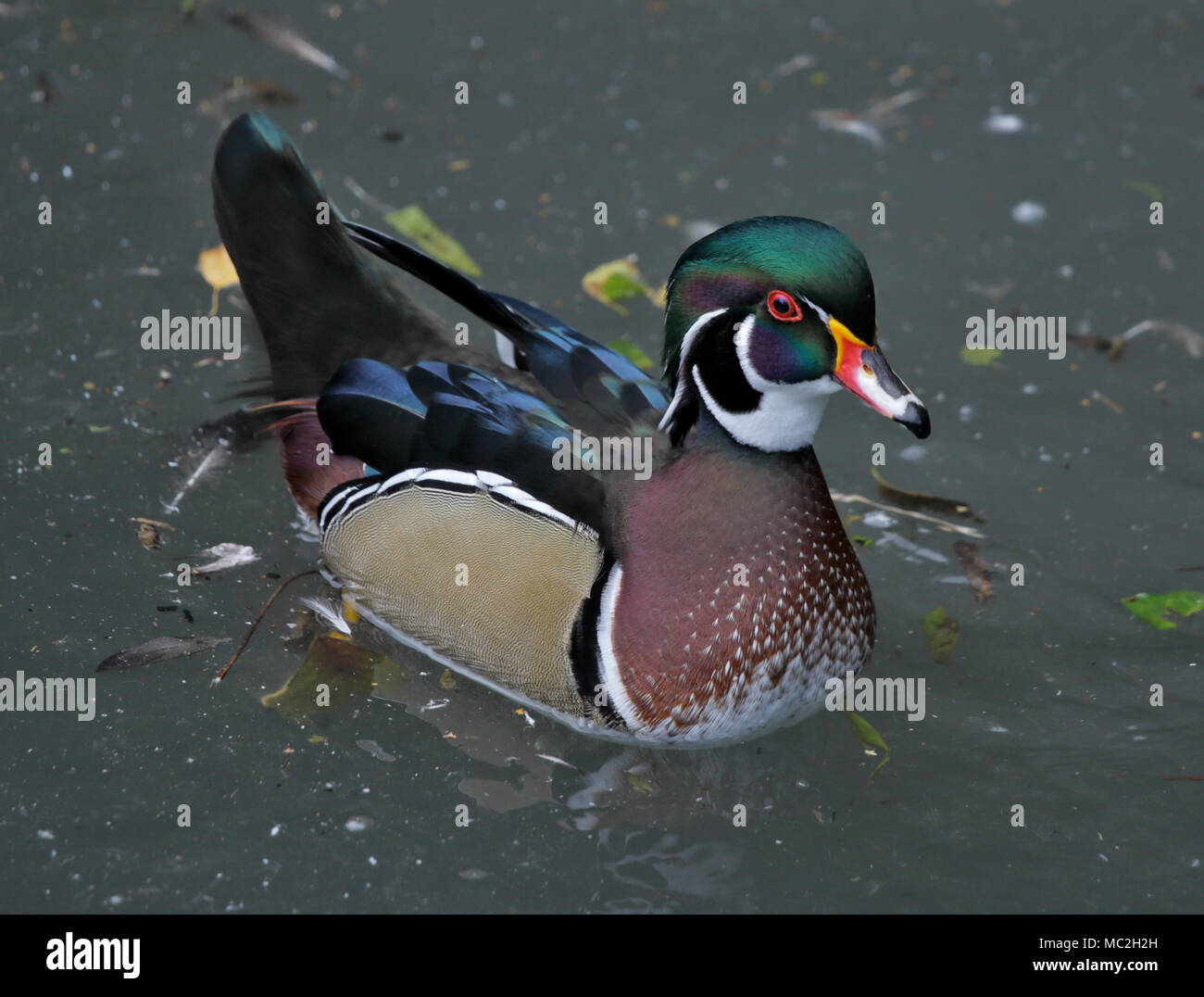American Wood Duck (aix sponsa), UK Stock Photo Alamy