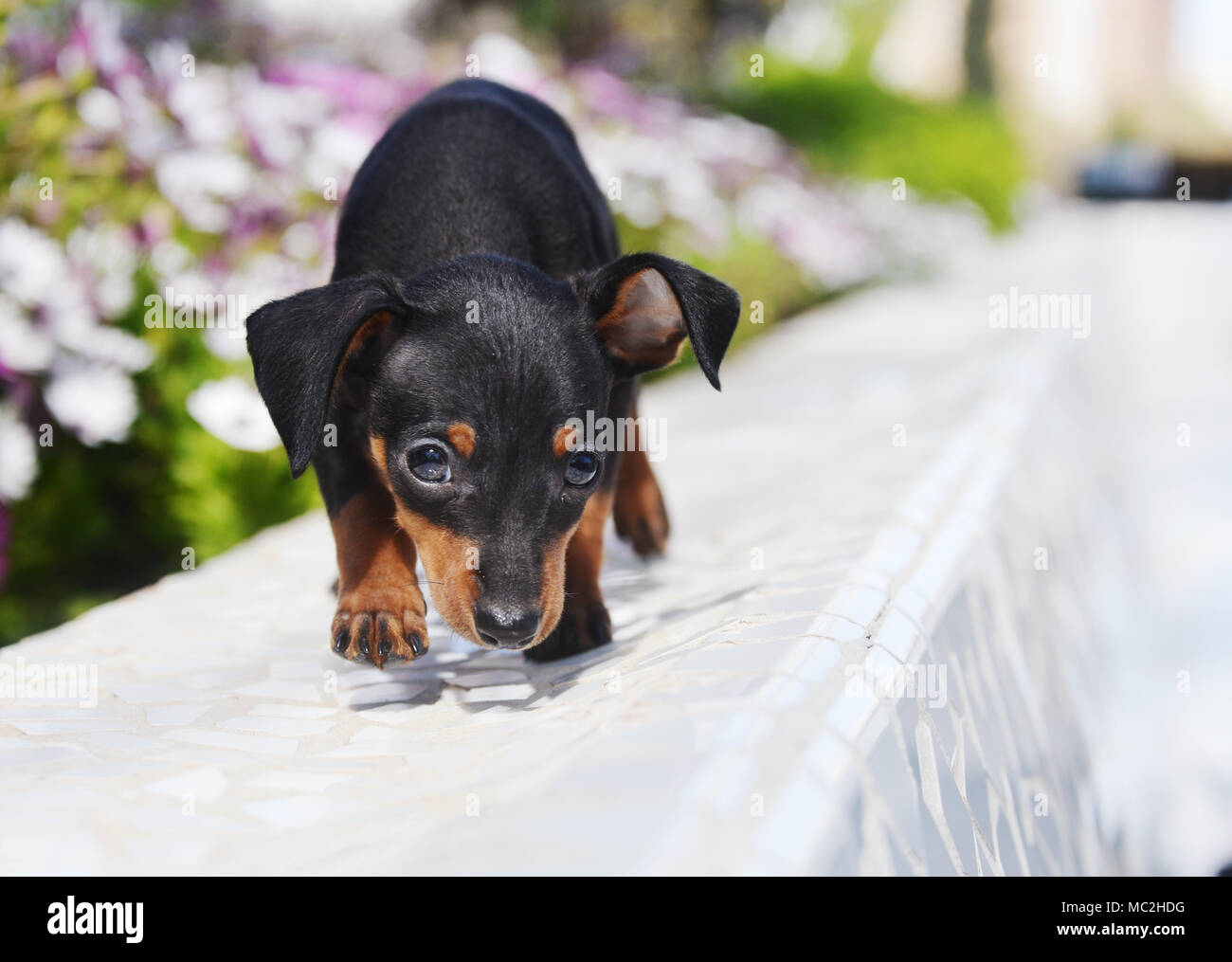 Ratter High Resolution Stock Photography and Images - Alamy