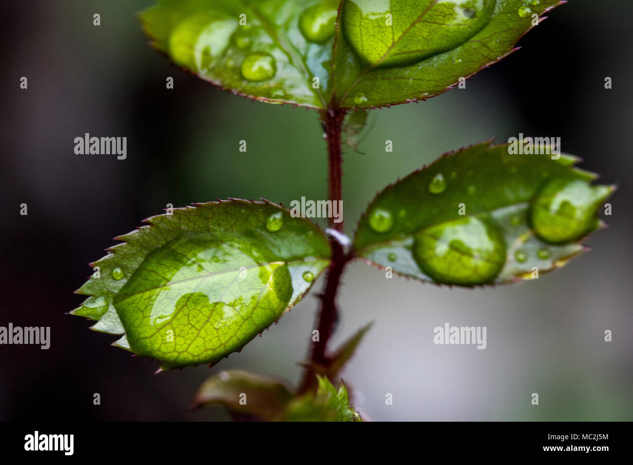 Water droplets on new leaves in Spring Stock Photo