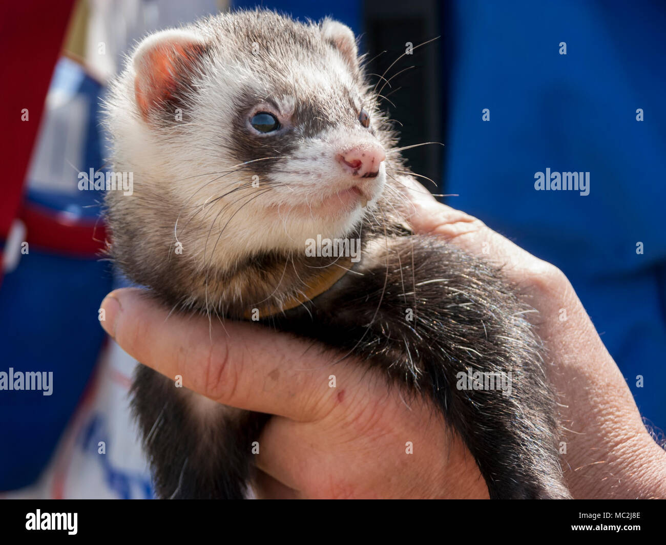Ferret face hi-res stock photography and images - Alamy Ferret face hi-res stock photography and images - Alamy