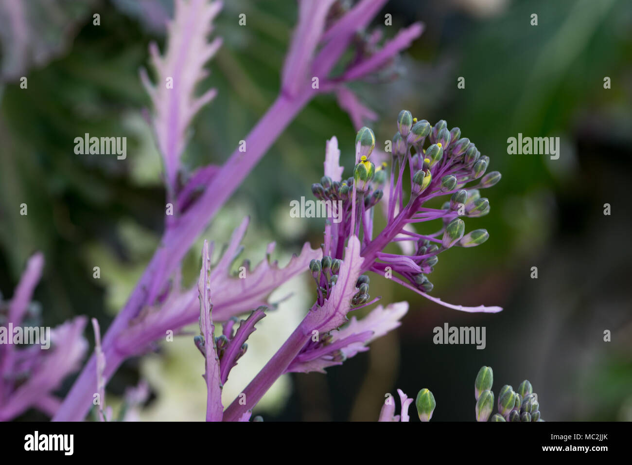 Tiny buds of yellow flowers starting to open on flowering kale plant in
