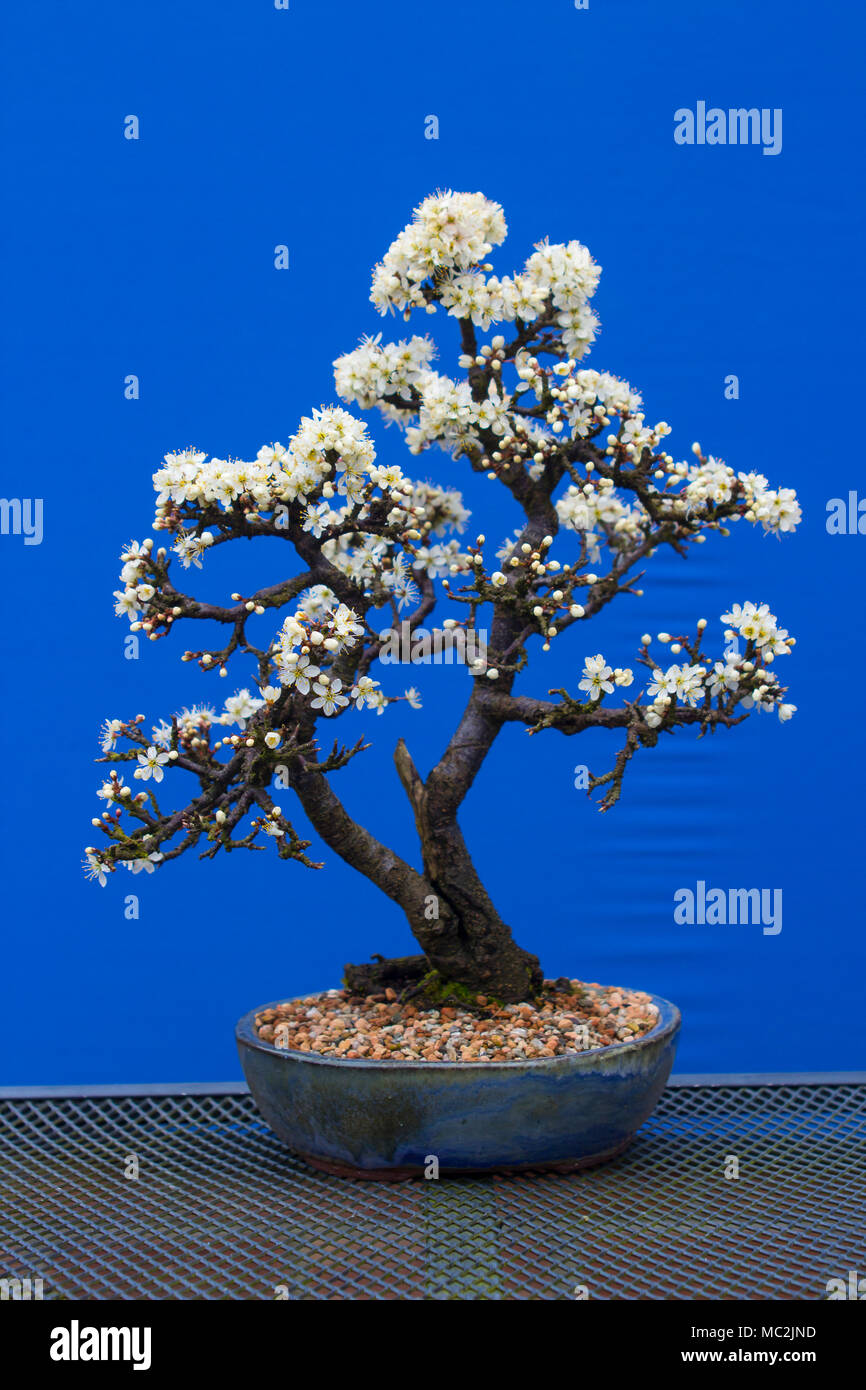 georg le bonsai 10281 BONSAI TREE – O.P. Taylor's main image 1