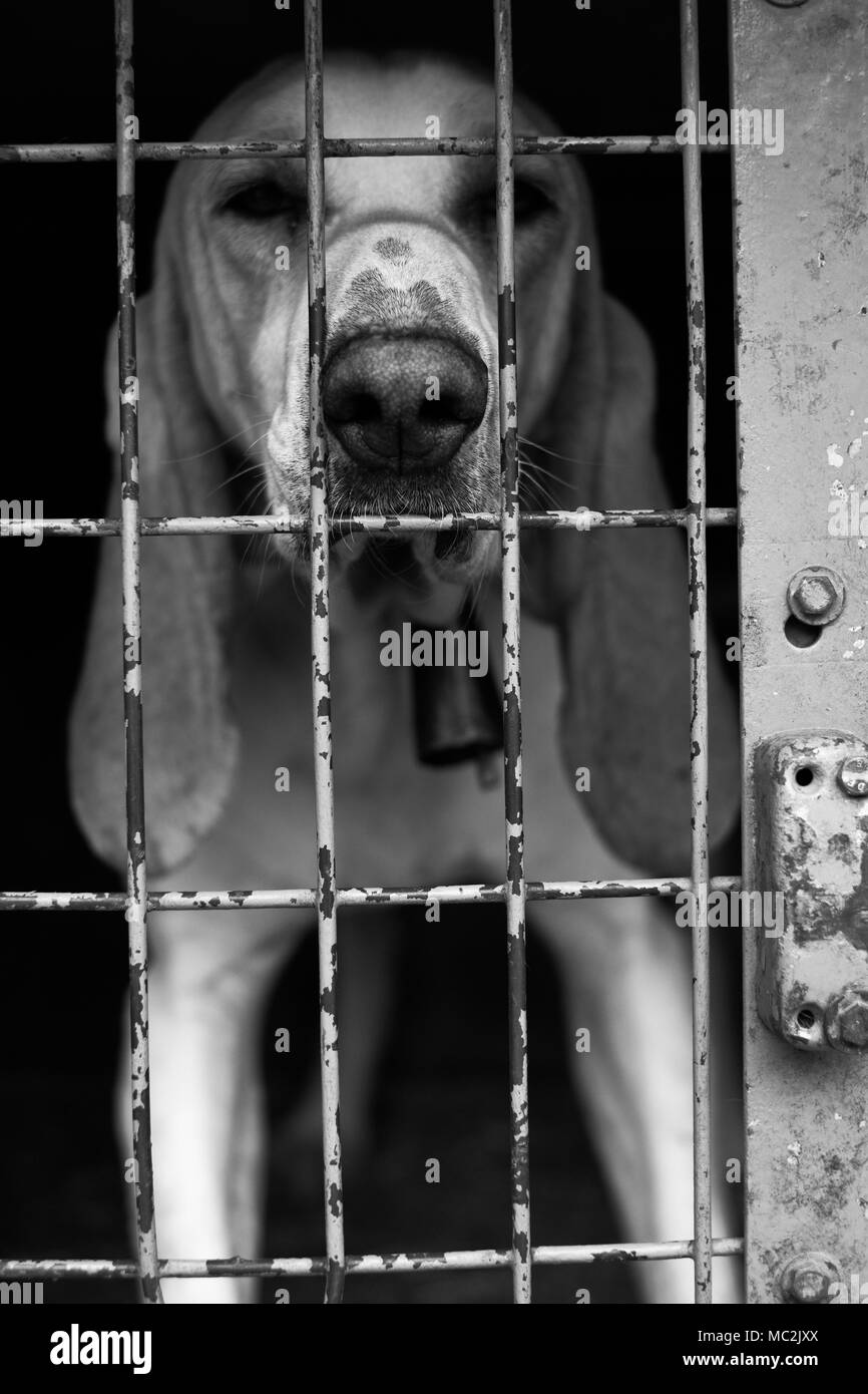 A wild boar hunting dog in a transport cage ready for the hunt in the Ardeche region of France. Stock Photo