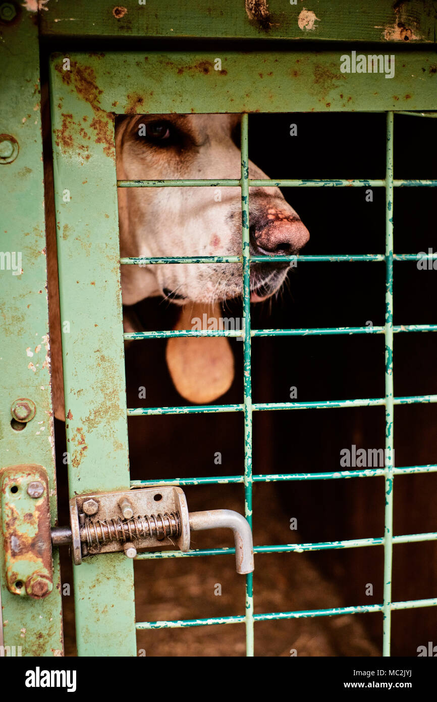 A wild boar hunting dog in a transport cage ready for the hunt in the Ardeche region of France. Stock Photo
