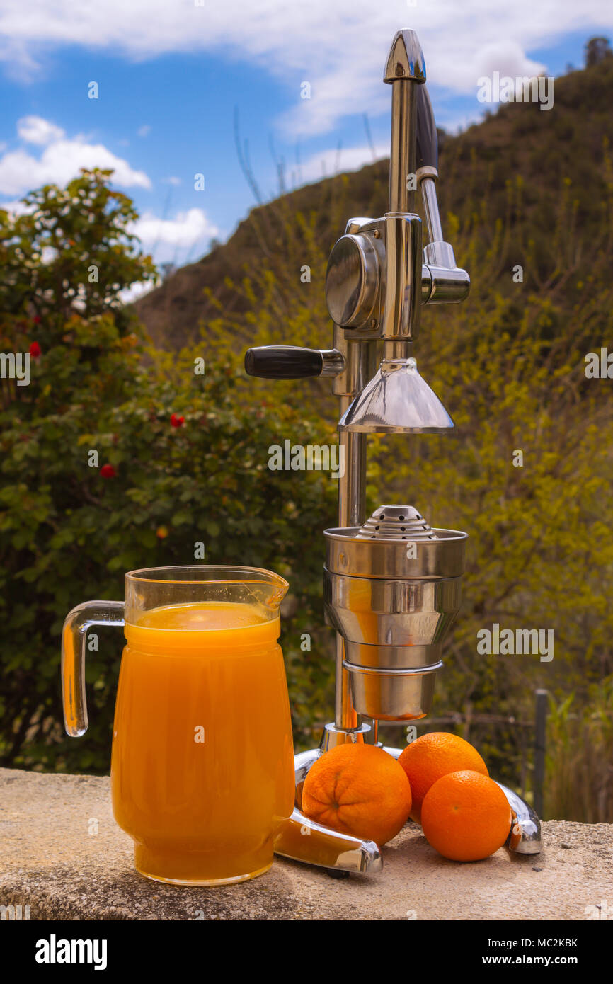 https://c8.alamy.com/comp/MC2KBK/freshly-squeezed-orange-juice-in-a-glass-pitcher-made-with-fresh-oranges-outside-with-a-natural-backdrop-MC2KBK.jpg