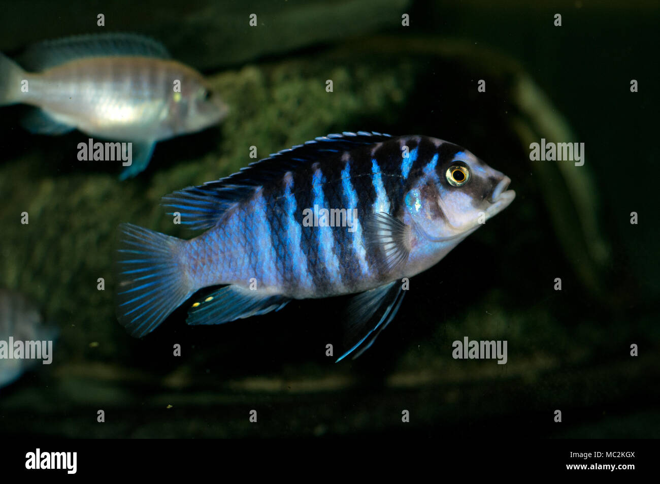 African Cichlid Stock Photo