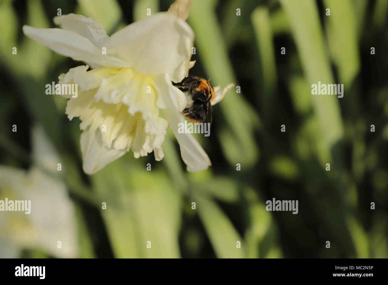 Honey bee on a daffodil Stock Photo Alamy