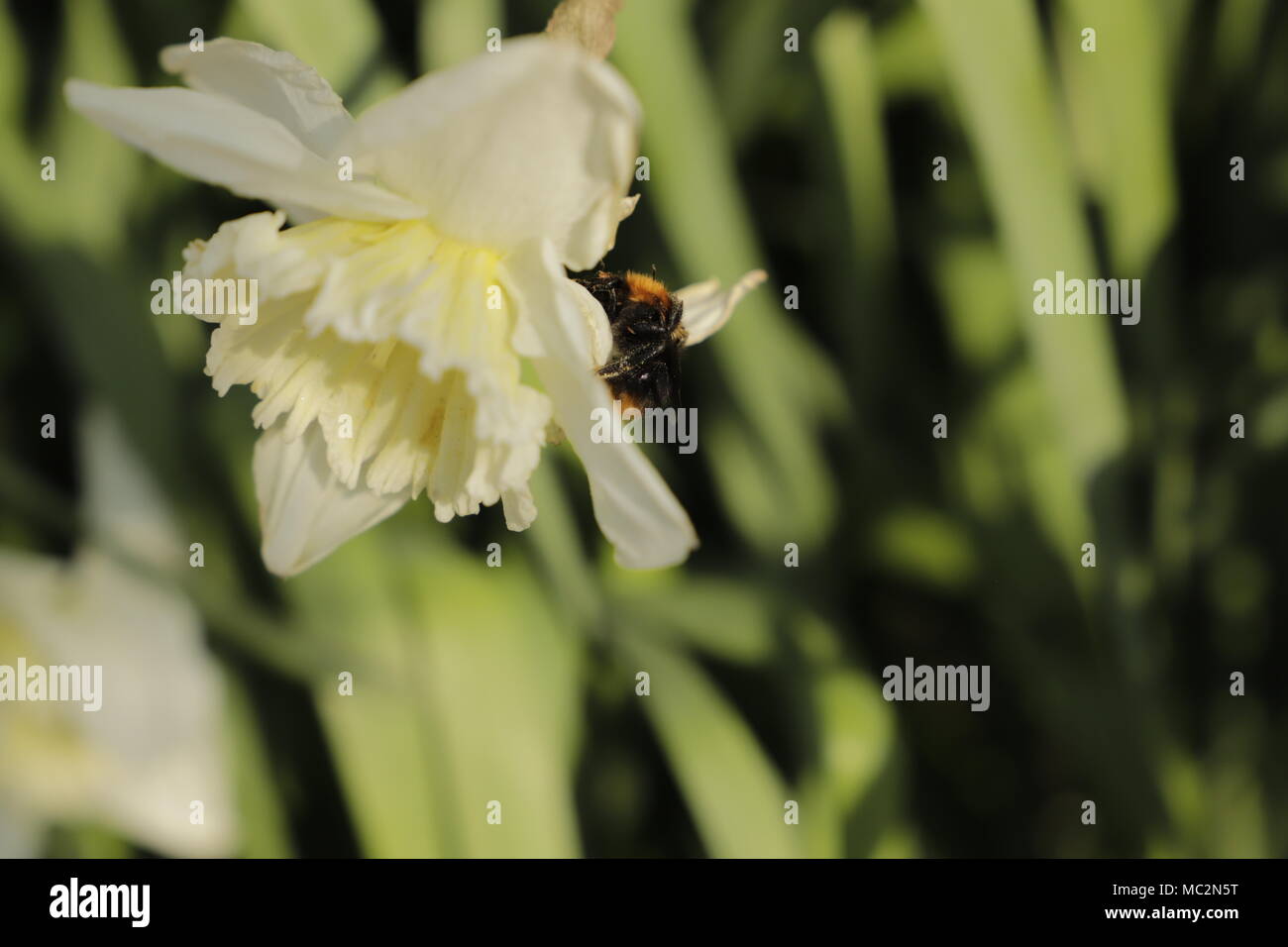Honey bee on a daffodil Stock Photo Alamy