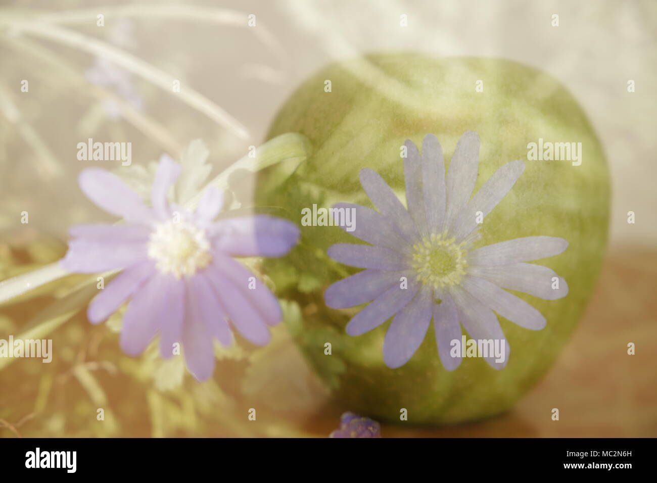 an anemone in an apple in double exposure Stock Photo