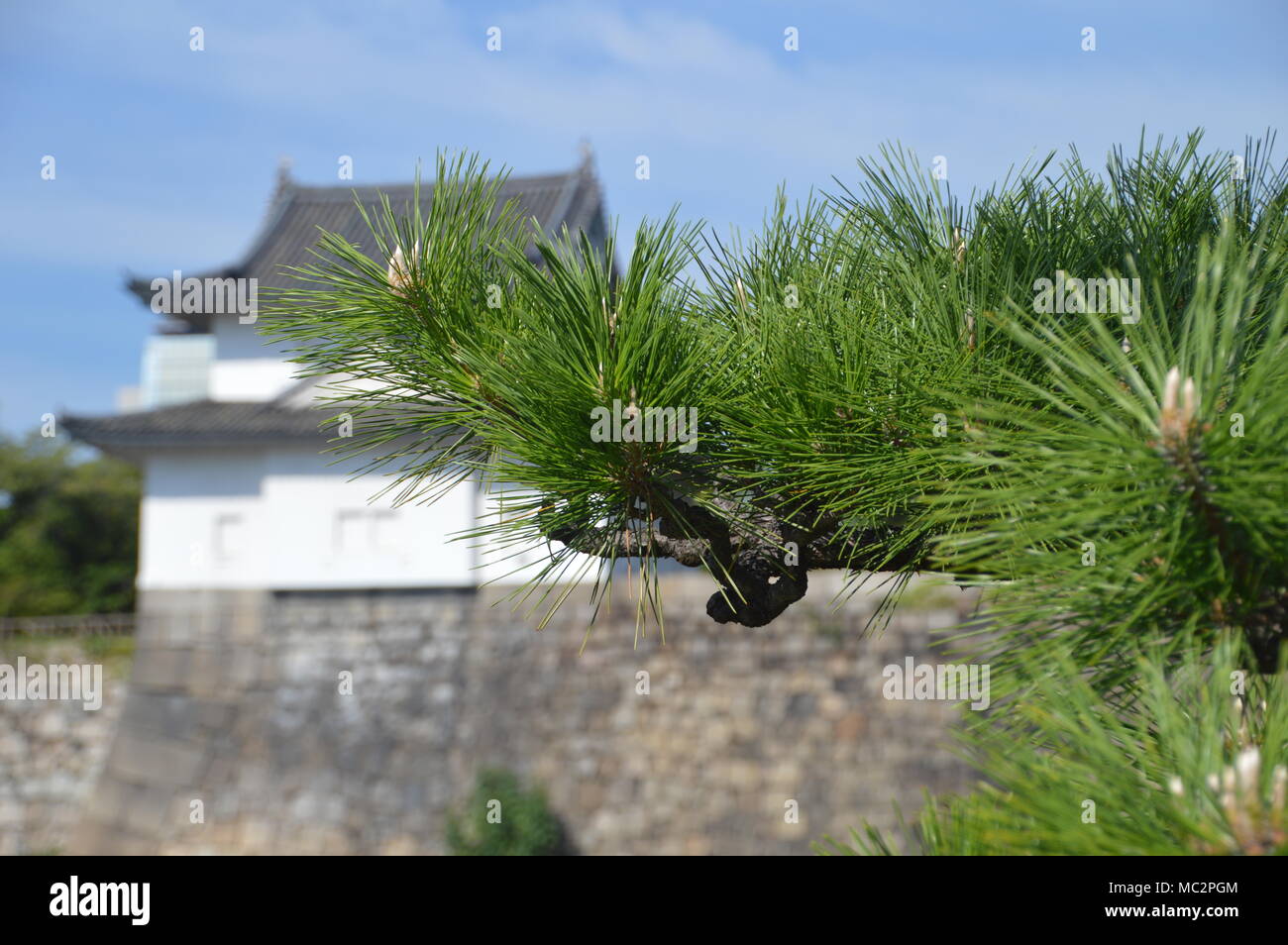 Japanese Pine Tree With A Castle Tower And Wall At The Background Stock Photo