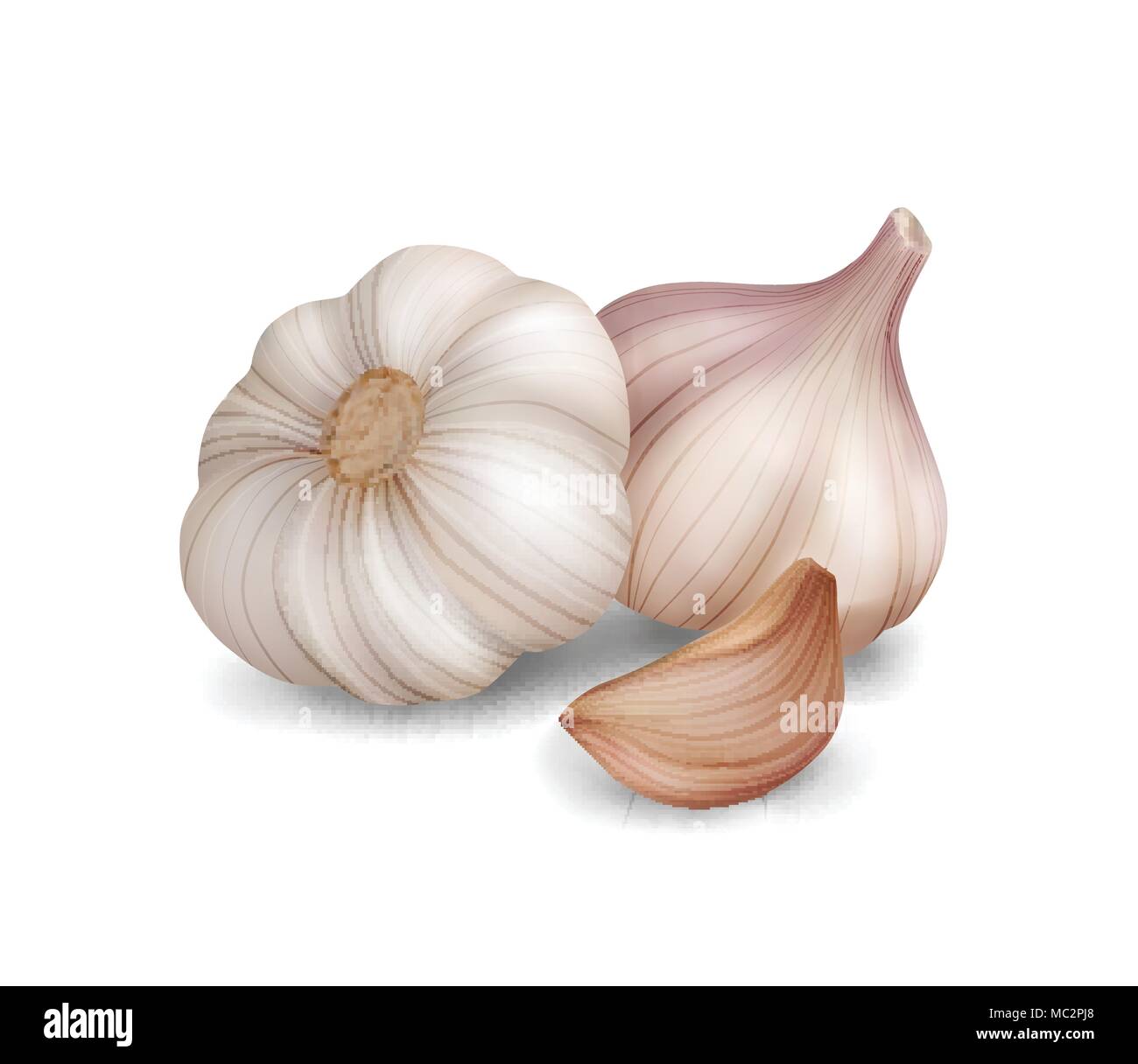 Photo realistic vector garlic on white background. Stock Vector