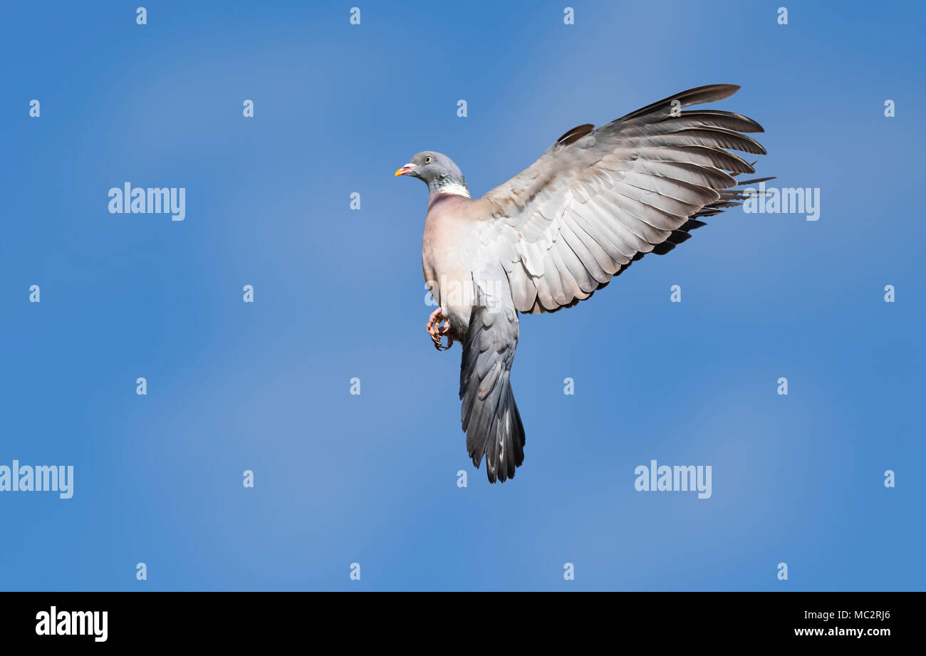 Common Wood Pigeon (Columba palumbus) in flight, blue sky with wings up in the UK. Pigeon flying in Spring with copy space. Pigeons UK. Woodpigeon. Stock Photo