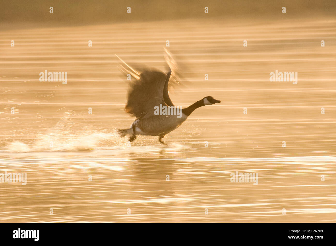 Canada Goose taking Flight at Sunrise on Norfolk Broads - Branta canadensis Stock Photo