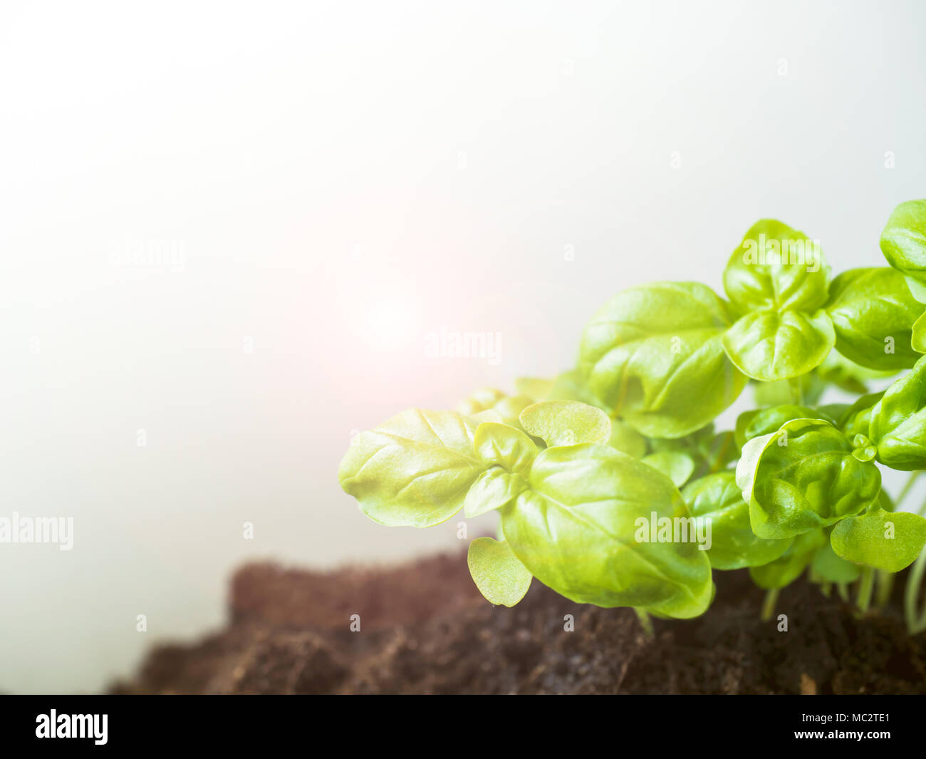Green Basil in the ground on white background Stock Photo - Alamy