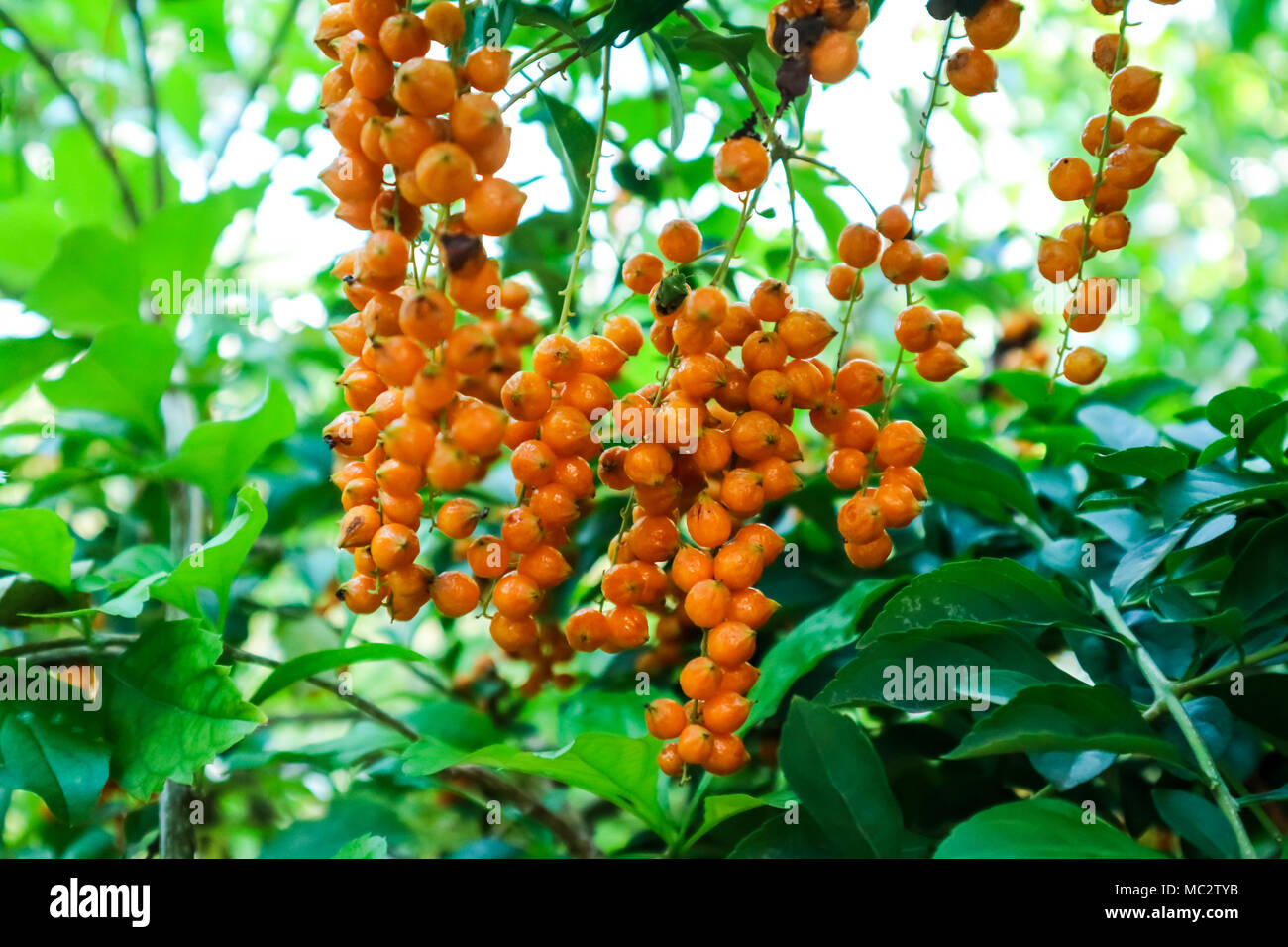 Golden Dew Drop, Pigeon Berry, Sky Flower ( Duranta erecta ), The flowers are light-blue or lavender, fruit is a small globose species of flowering sh Stock Photo