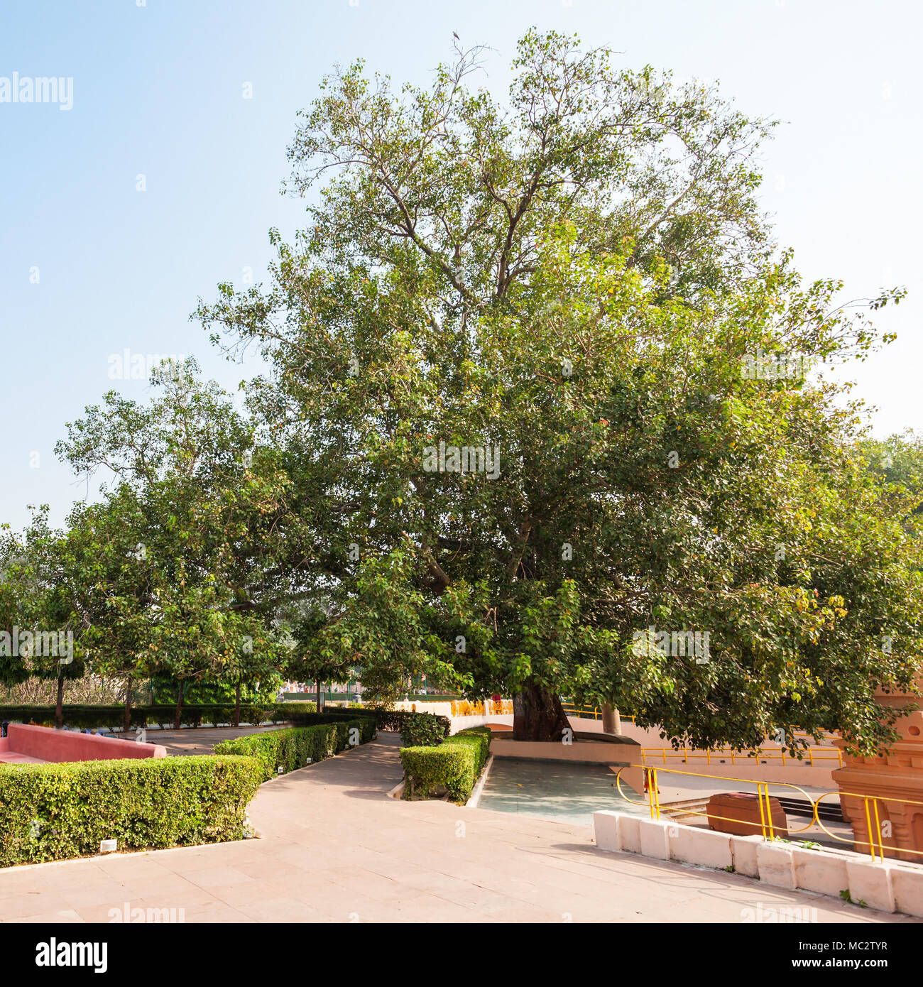 The Bodhi Tree is a large and very old sacred fig tree located in Bodh Gaya, India, under which Siddhartha Gautama Buddha is said to have attained enl Stock Photo