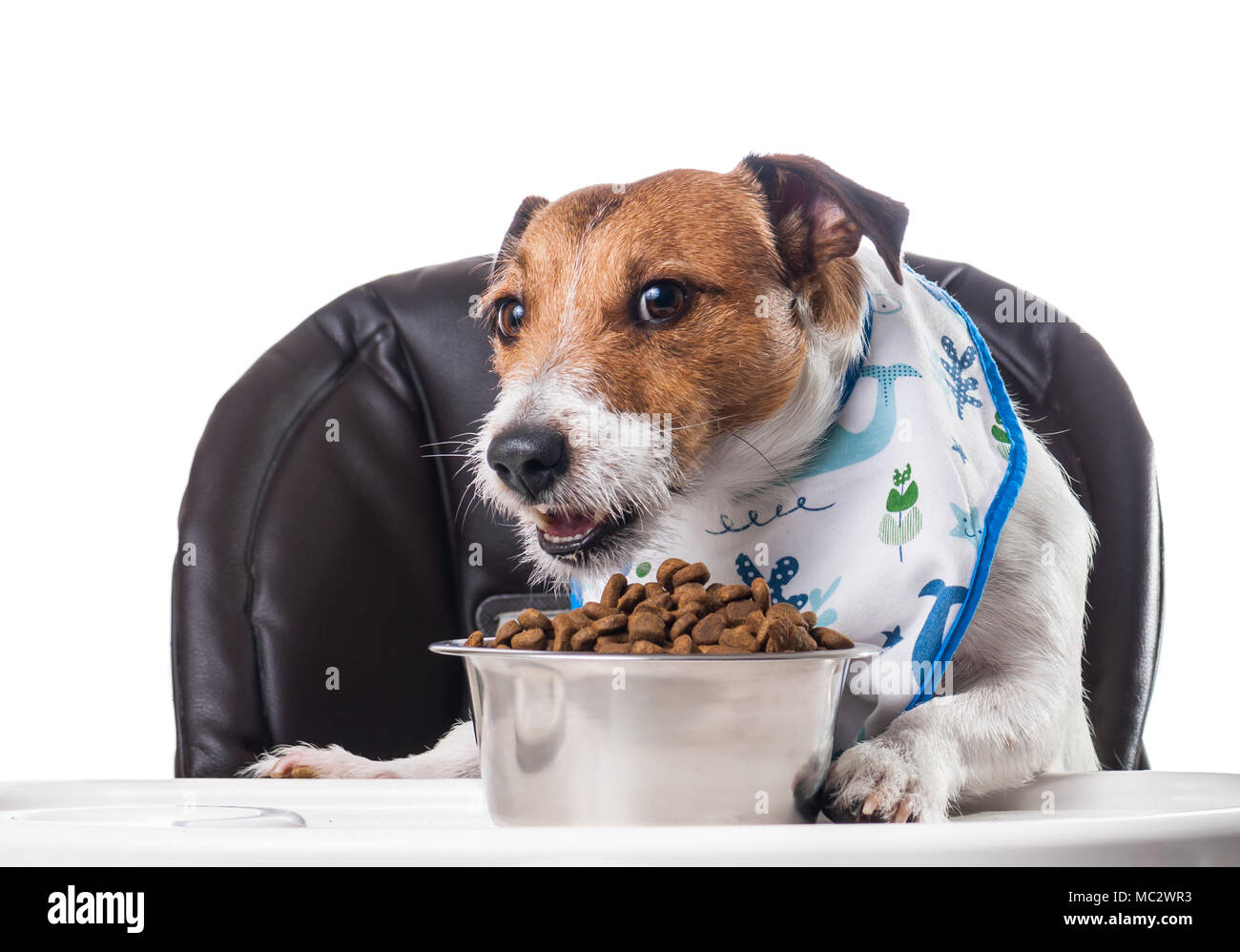 Pet feeding funny concept with dog caught eating food at child's table Stock Photo