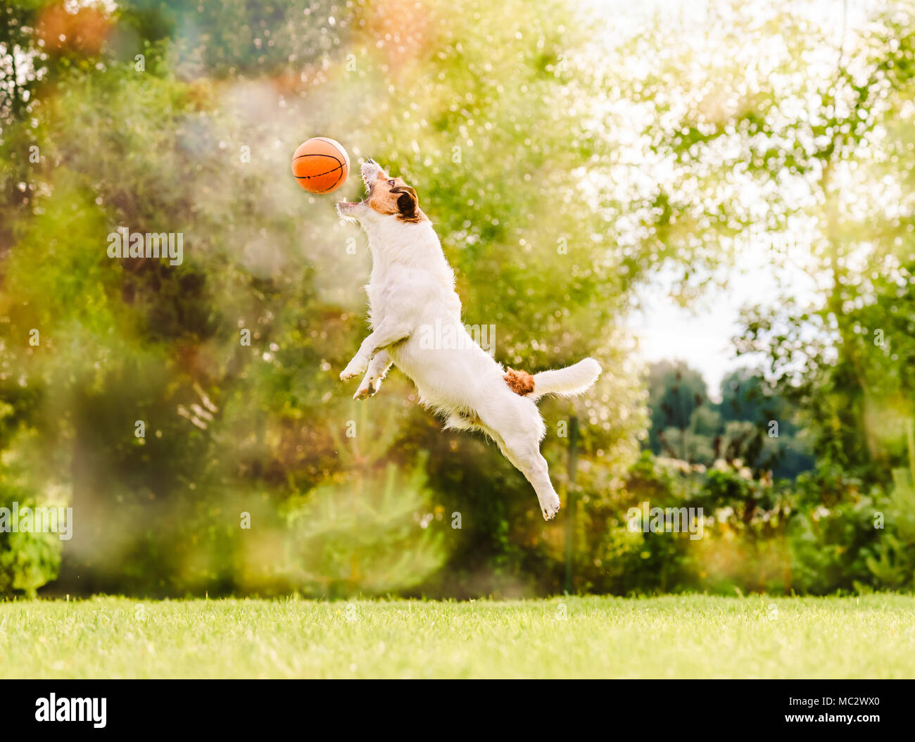 At sunny summer day dog jumps to catch flying toy basketball ball Stock