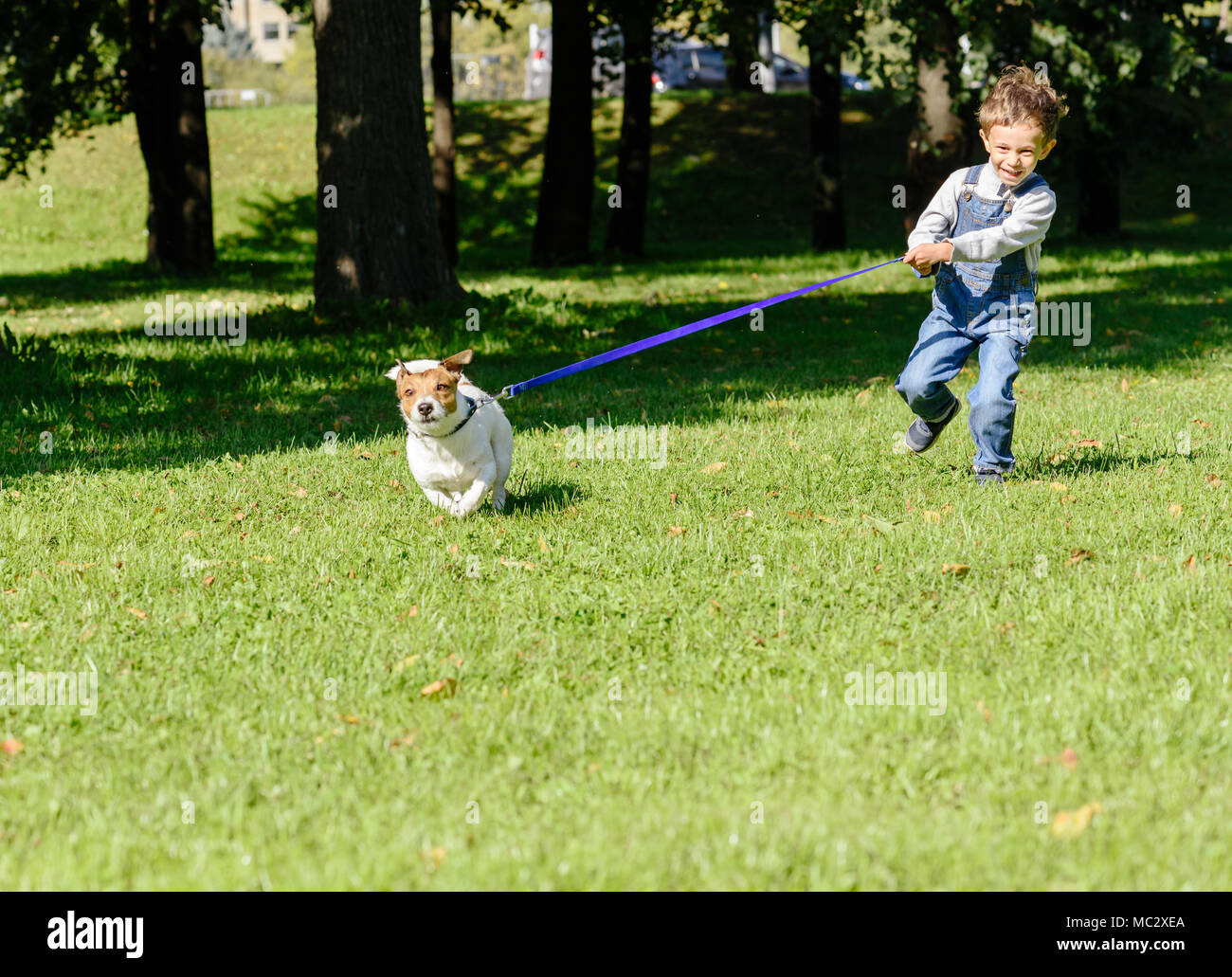 Pet dog drags little kid boy on strained leash Stock Photo
