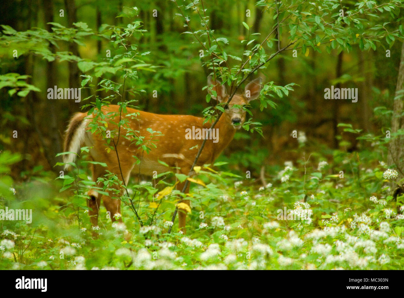 Whitetailed deer, Sherwood Island State Park, Connecticut Stock Photo