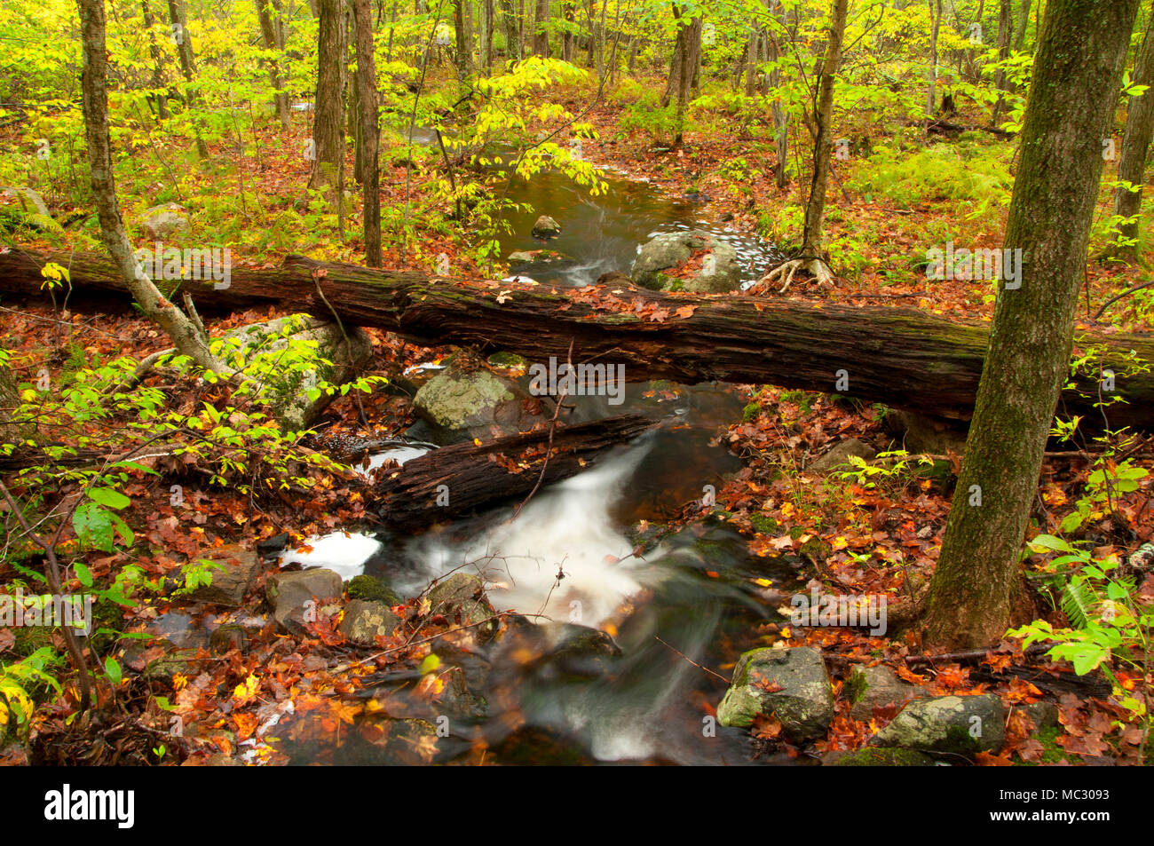 Forest brook along Blue Trail, Collis P Huntington State Park