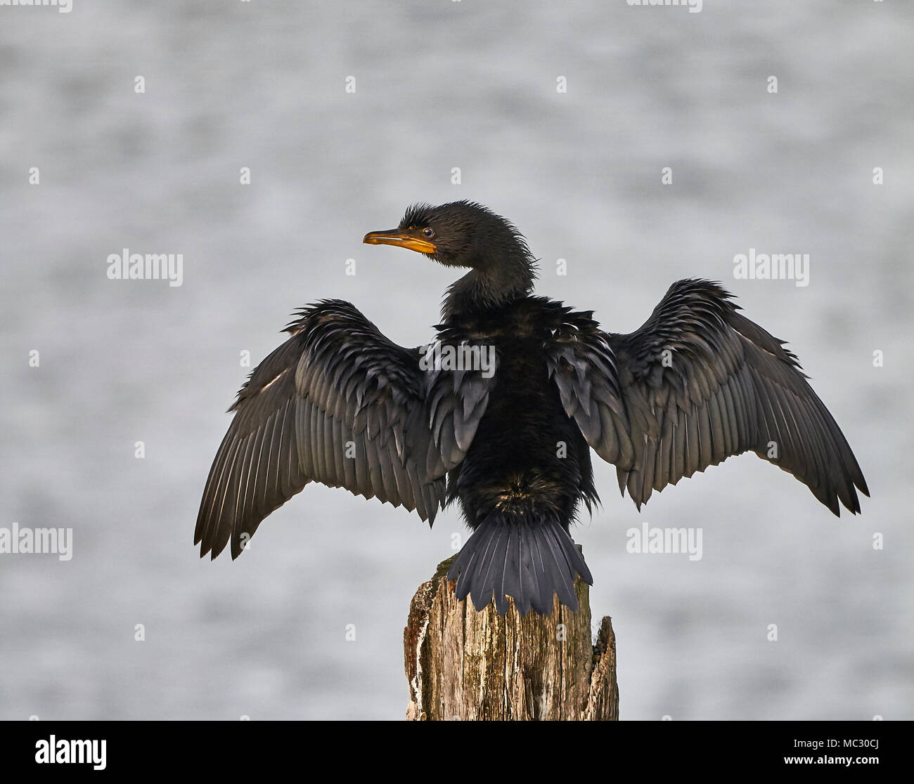 A Cormorant or Black Shag (Phalacrocorax Carbo) sitting on a post drying its wings by extending them in the sunlight with water in the background Stock Photo