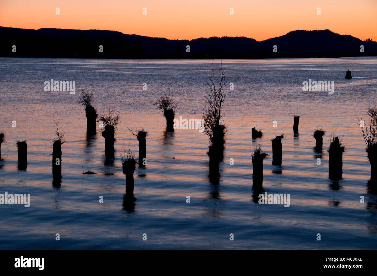 Pilings sunset in Columbia River from Cathlamet Waterfront Trail, Elochoman Slough Marina, Cathlamet, Washington Stock Photo