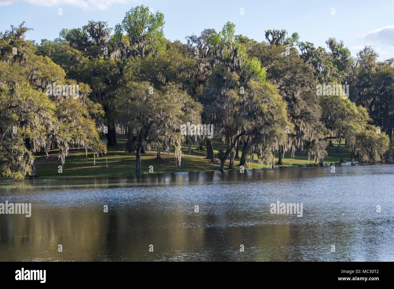 Overflowing farm pond  with Live Oak trees, Ocala Florida Stock Photo