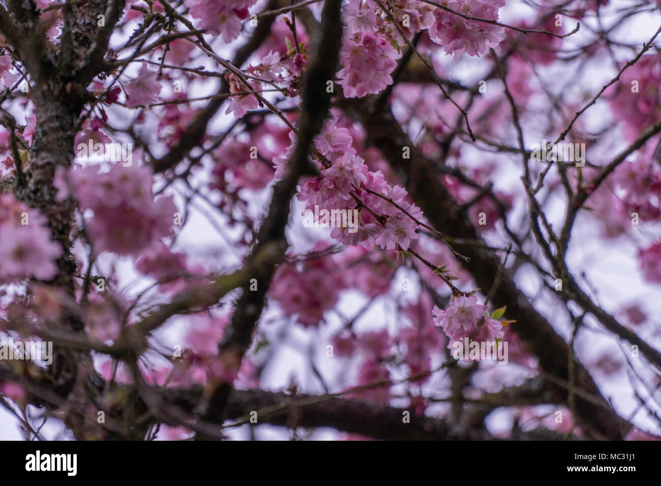 Images of flowers, cherry blossom with a bokeh effect taken at the