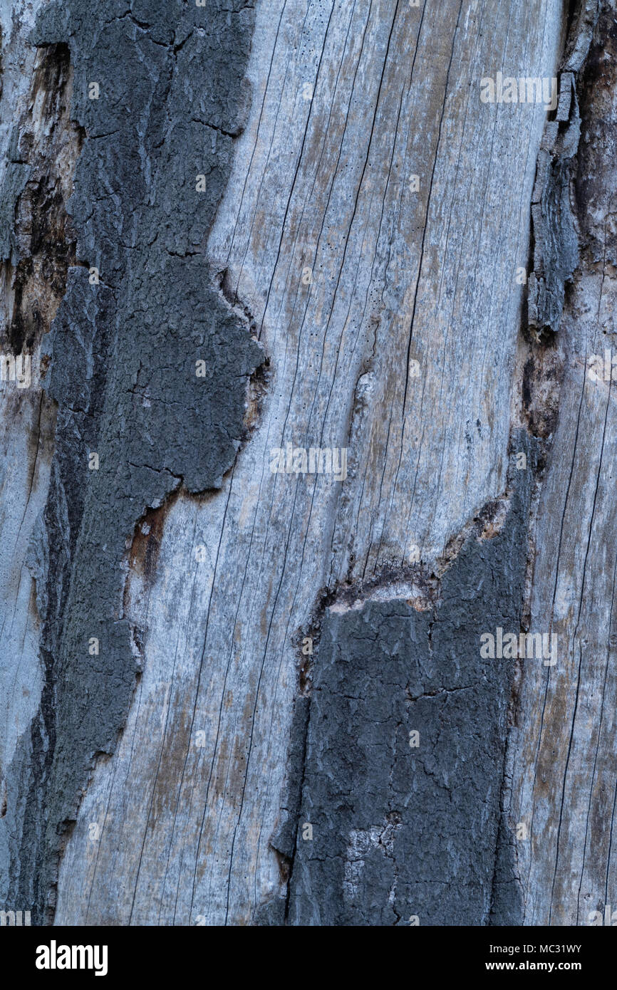 Design pattern on tree bark Stock Photo Alamy