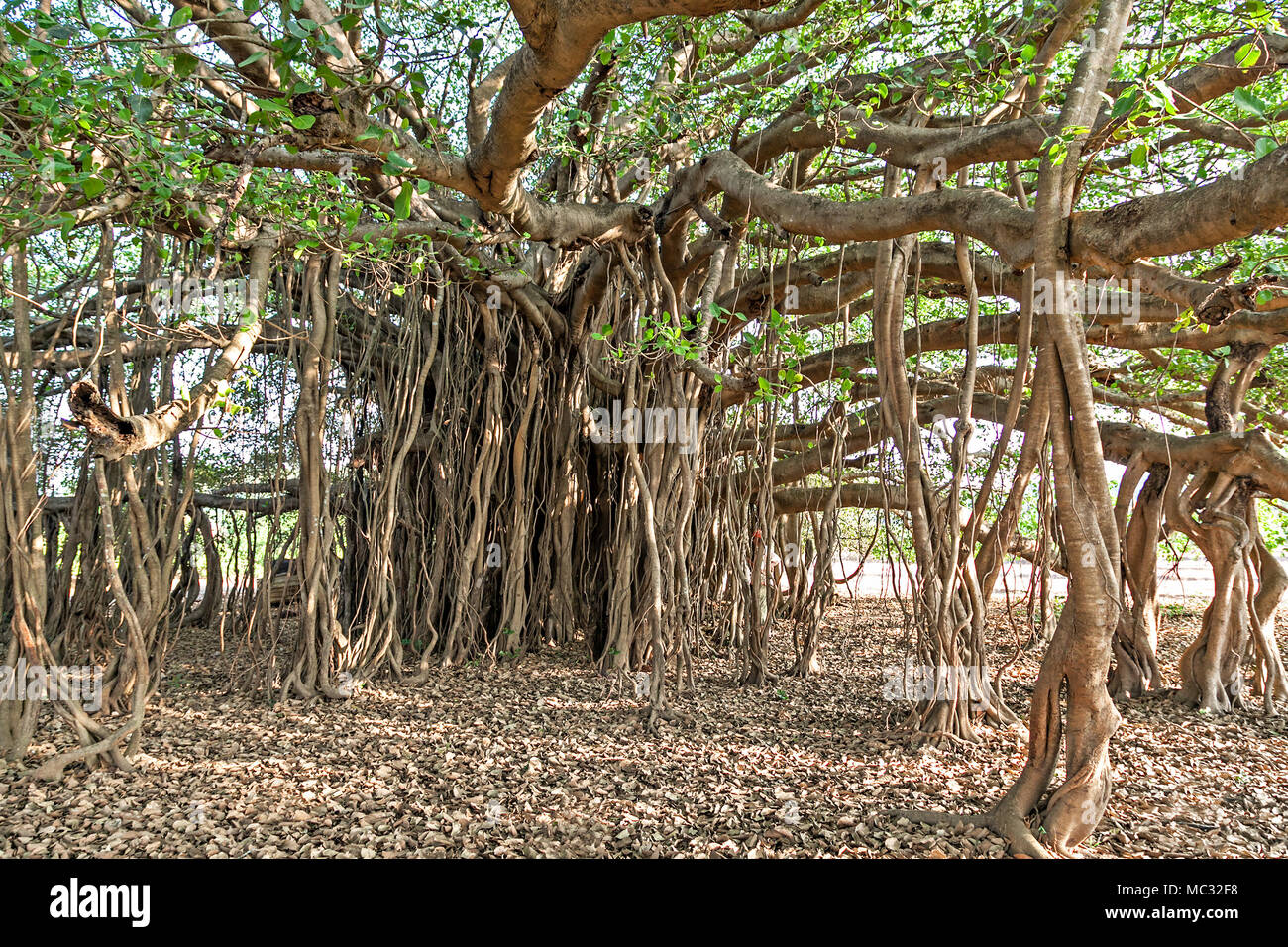 Very big banyan tree in the jungle Stock Photo