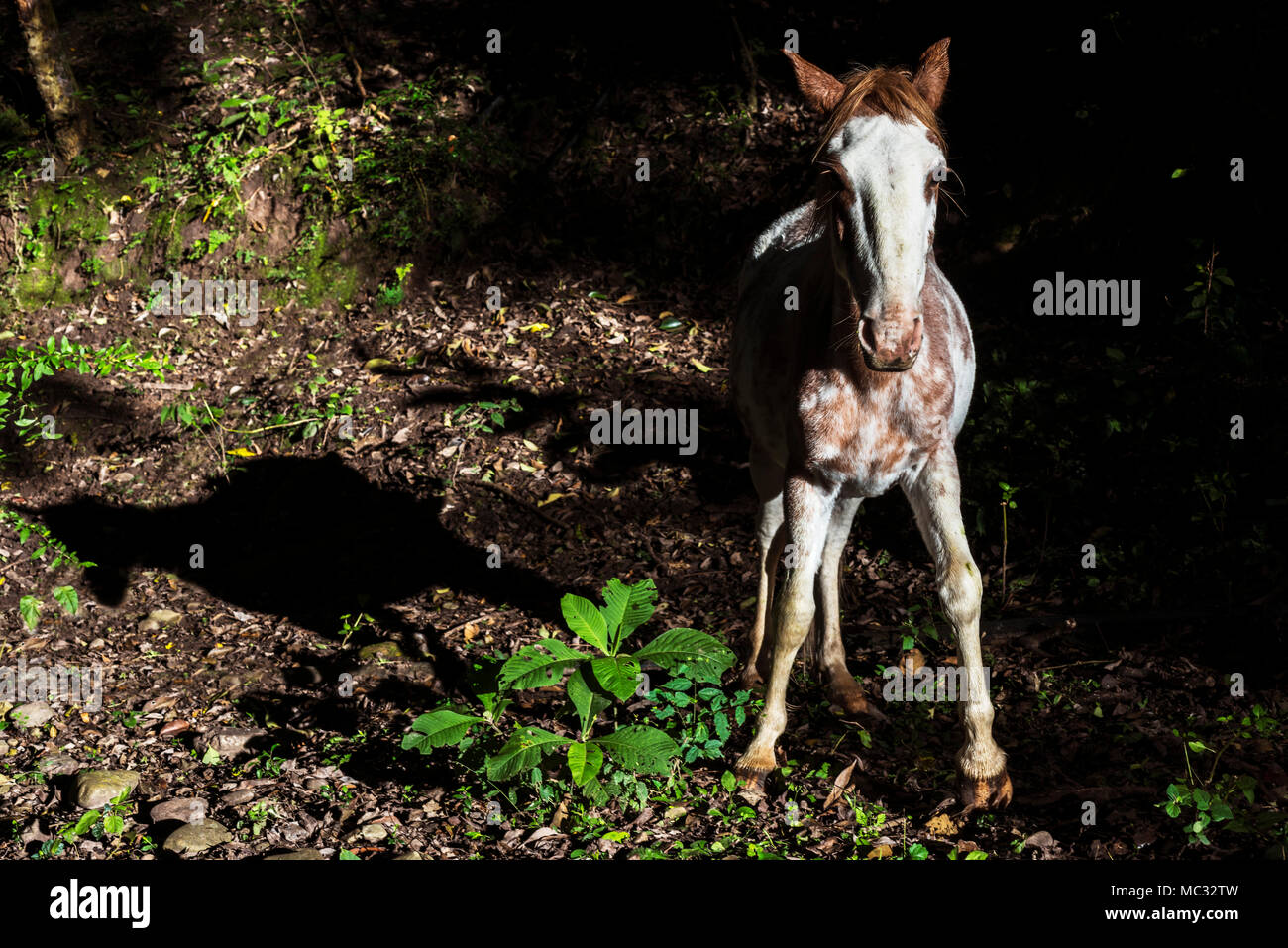 White and brown horse looking at camera in a wild environment with play of lights and shadows Stock Photo