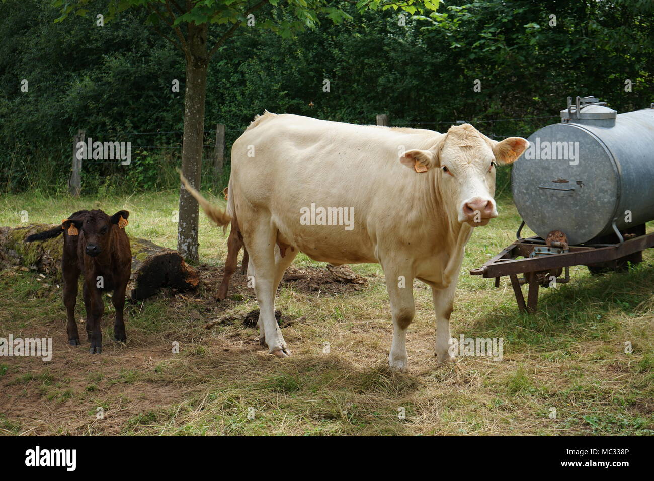 White Cows with a white Calf out at Pasture, cattle watering tank, Germany Stock Photo