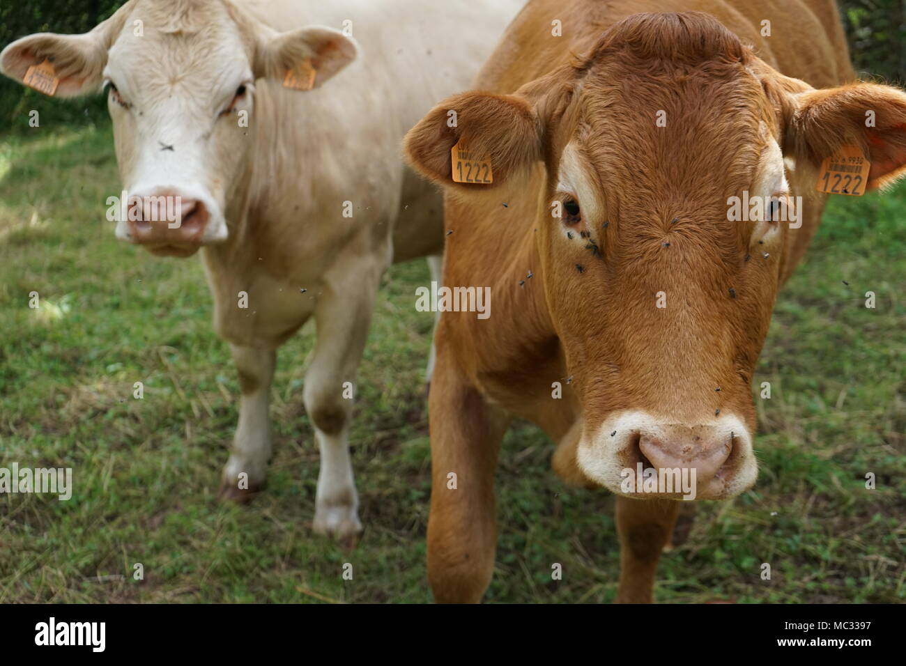 Brown and White Cows out at Pasture, Germany Stock Photo