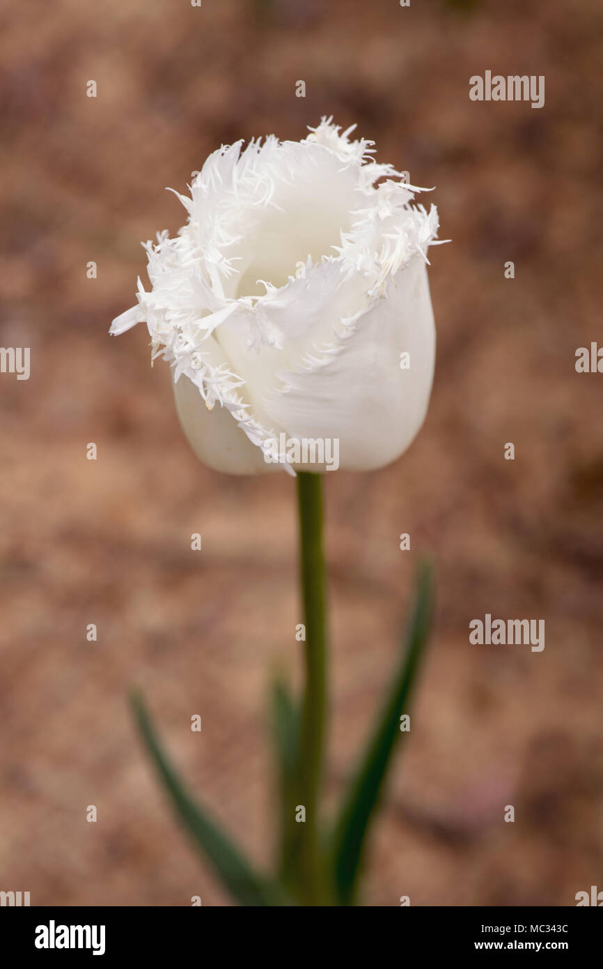 A close-up of the elegant 'Swan Wings' white tulip, featuring delicate fringed petals, standing tall against a blurred natural background, Stock Photo