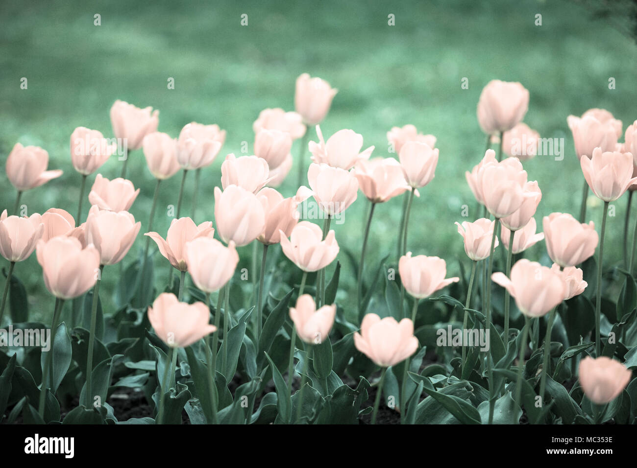 Blooming beautiful bouquet of tulips nature background Stock Photo - Alamy