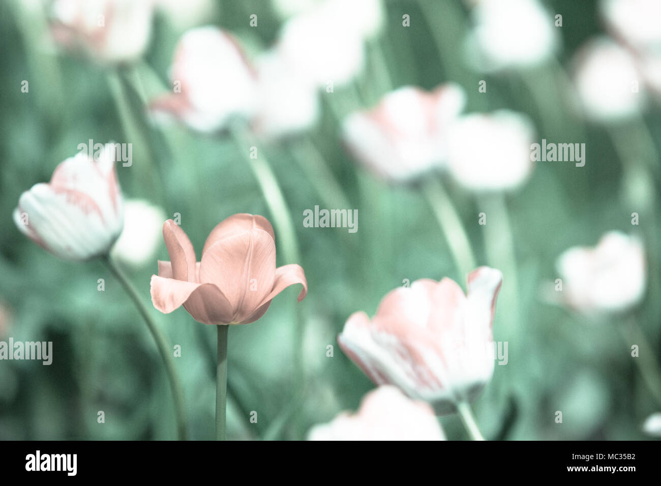 Blooming beautiful bouquet of tulips nature background Stock Photo - Alamy