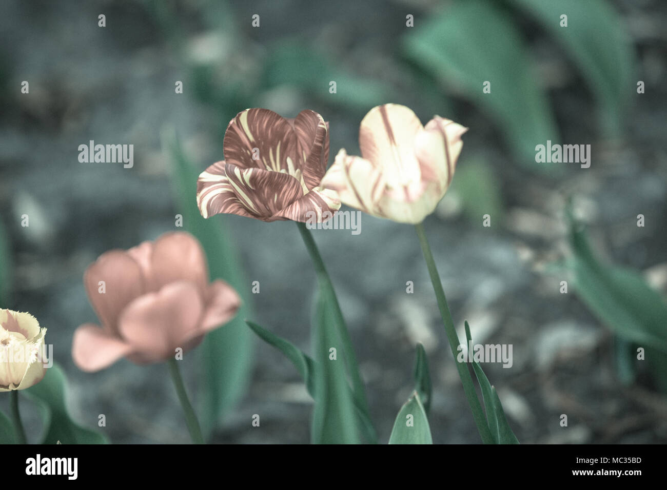 Blooming beautiful bouquet of tulips nature background Stock Photo - Alamy