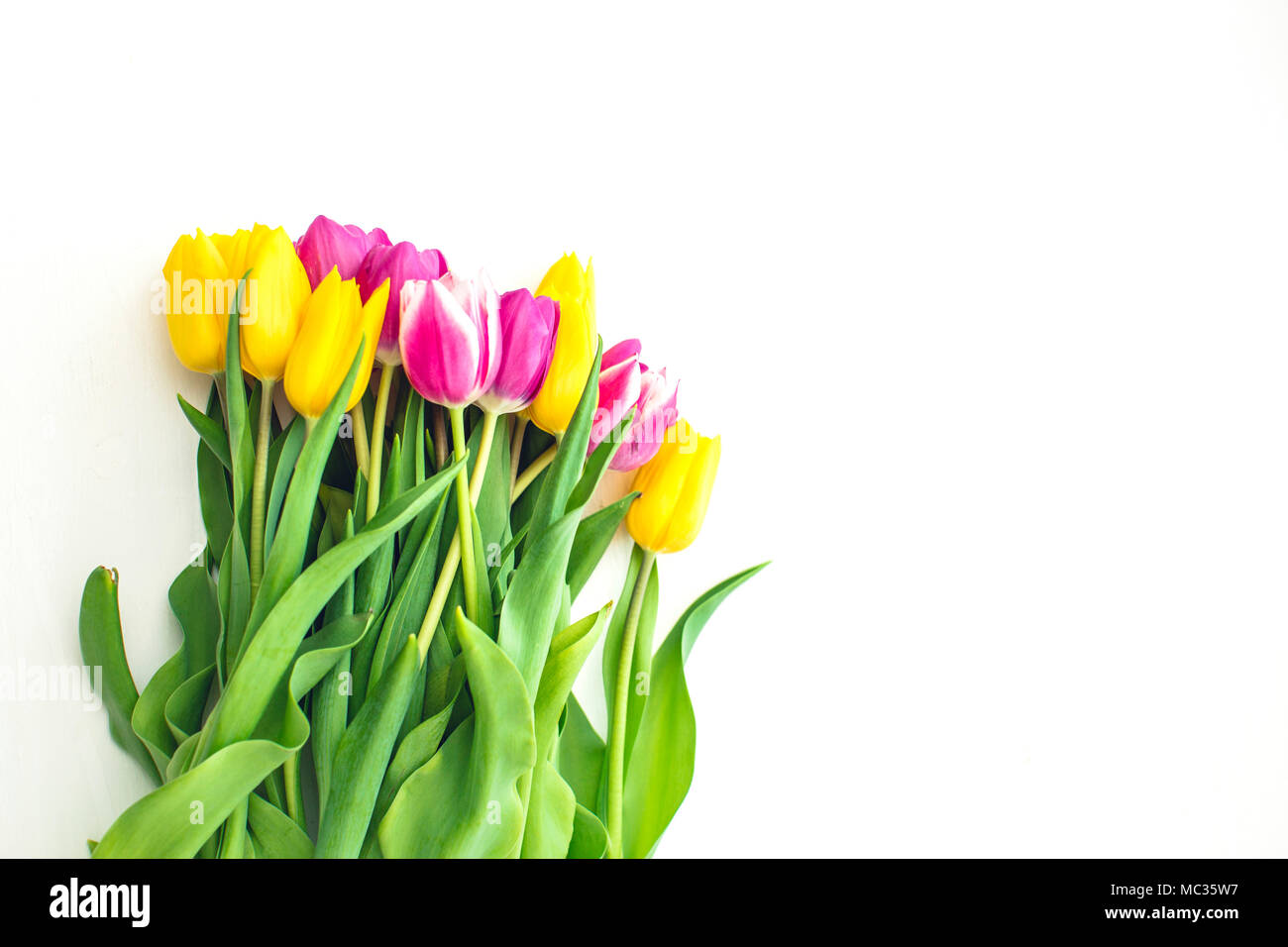 Pink and yellow tulips on a white background Stock Photo - Alamy