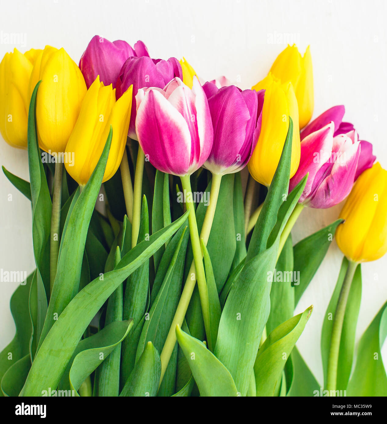 Pink and yellow tulips on a white background Stock Photo - Alamy